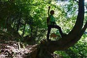 Anello di fiori sui Monti Vindiolo (2056 m) e Vetro (2054 m) da Pian Bracca (1111 m) di Zorzone di Oltre il Colle il 3 giugno 2015 - FOTOGALLERY